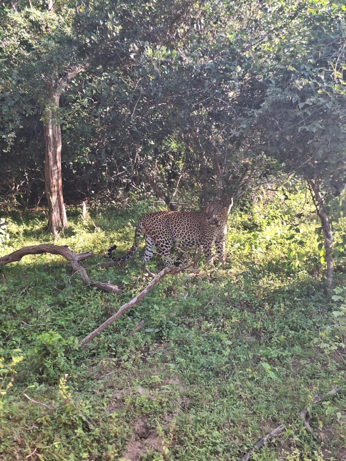 Saman Resort Yala Tissamaharama Exteriér fotografie